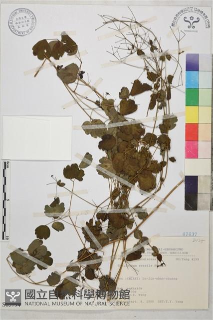 玉山唐松草藏品圖，第1張