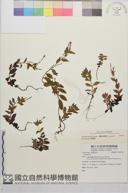 黑龍江柳葉菜藏品圖，第4張