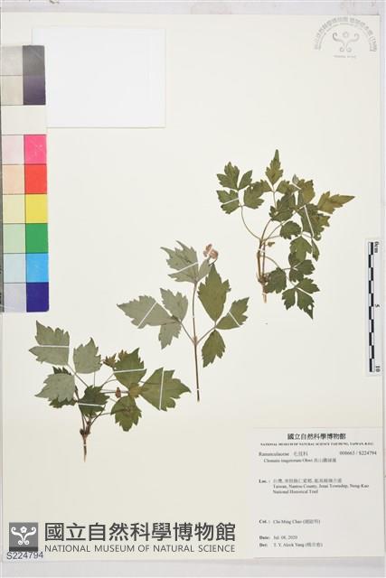 高山鐵線蓮藏品圖，第1張