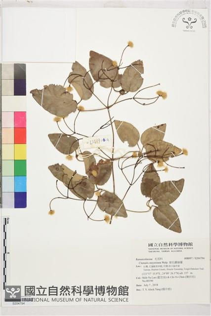 麥氏鐵線蓮藏品圖，第1張