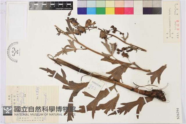 草烏頭藏品圖，第1張