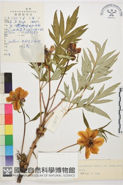 黃牡丹藏品圖，第1張