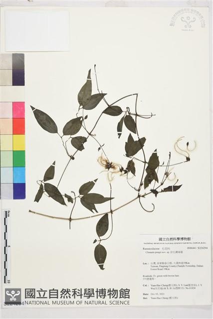 彭氏鐵線蓮藏品圖，第1張