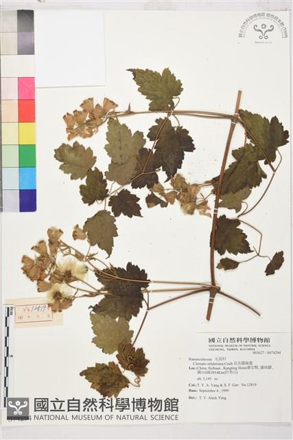 長花鐵線蓮藏品圖，第1張