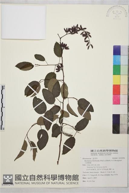 大黃鱔藤藏品圖，第1張