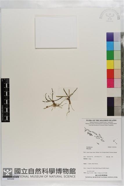 登錄號:S203294藏品圖，第1張