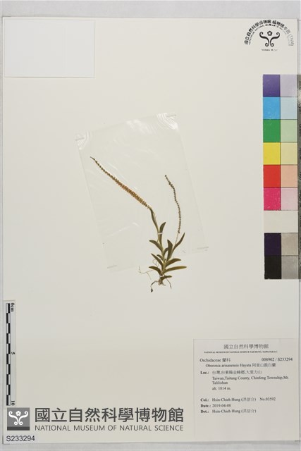 阿里山莪白蘭藏品圖，第1張