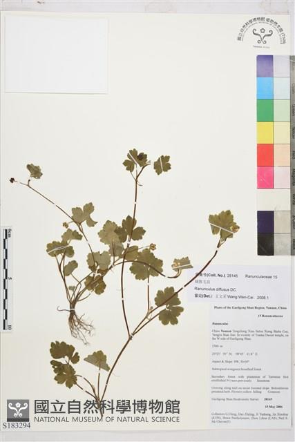 鋪散毛茛藏品圖，第1張