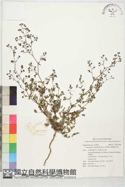 假紫斑大戟藏品圖，第1張