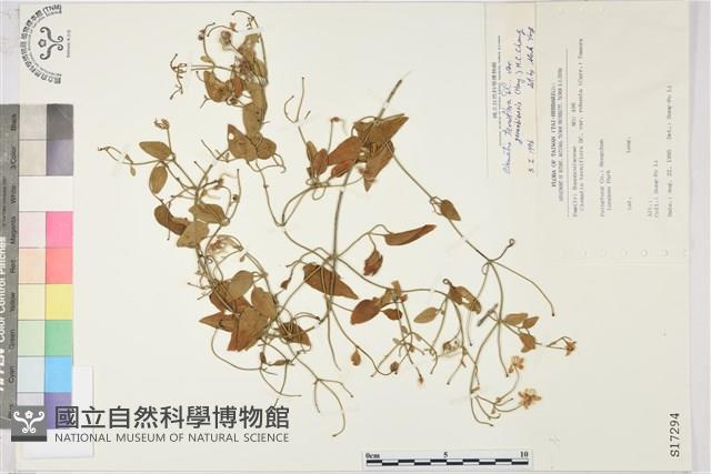 鵝鑾鼻鐵線蓮藏品圖，第2張