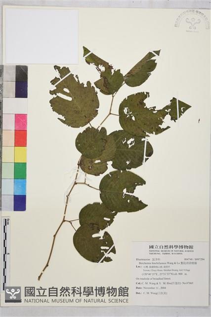 奮起湖黃鱔藤藏品圖，第1張