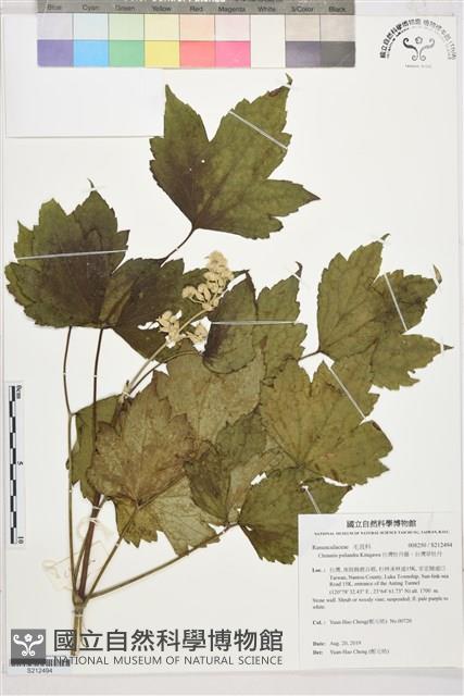 台灣牡丹藤、台灣草牡丹藏品圖，第1張