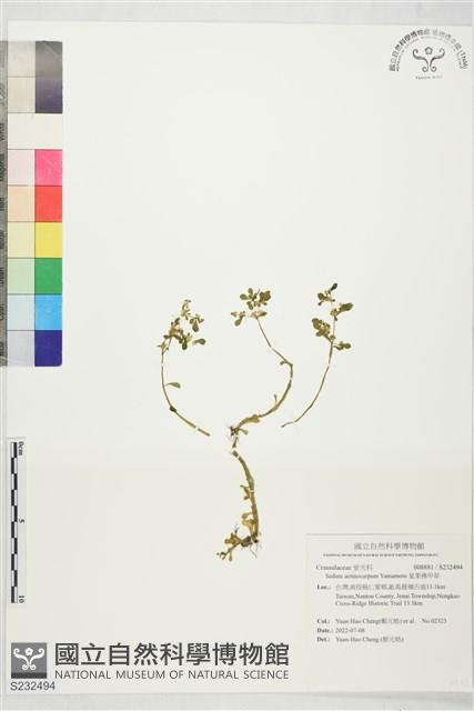 星果佛甲草藏品圖，第1張