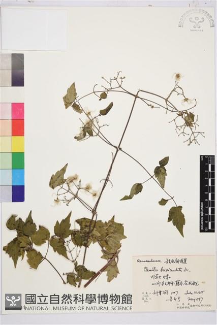 短尾鐵線蓮藏品圖，第1張