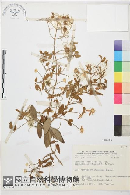 鵝鑾鼻鐵線蓮藏品圖，第2張