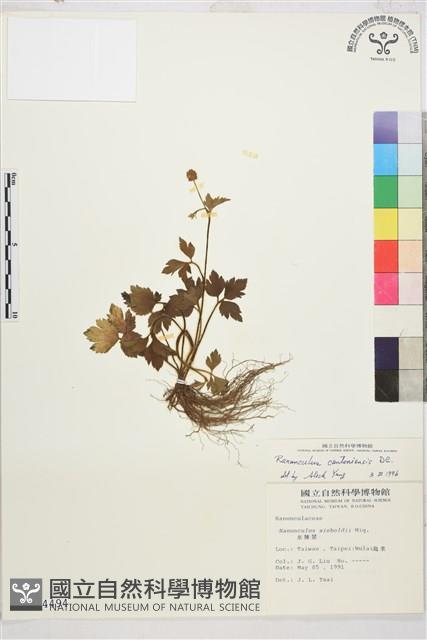 水辣菜、禺毛茛藏品圖，第1張