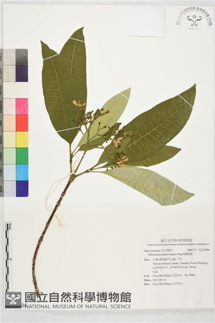 蟾蜍樹藏品圖，第1張