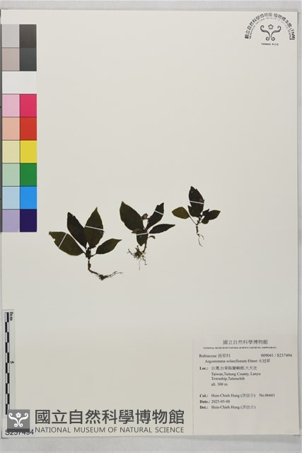 水冠草藏品圖，第1張