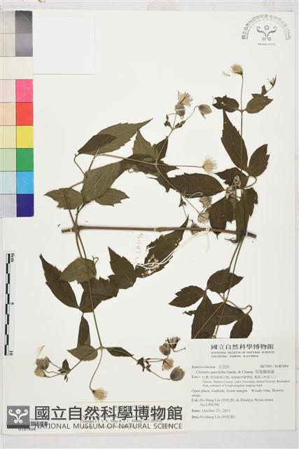 巴氏鐵線蓮藏品圖，第1張