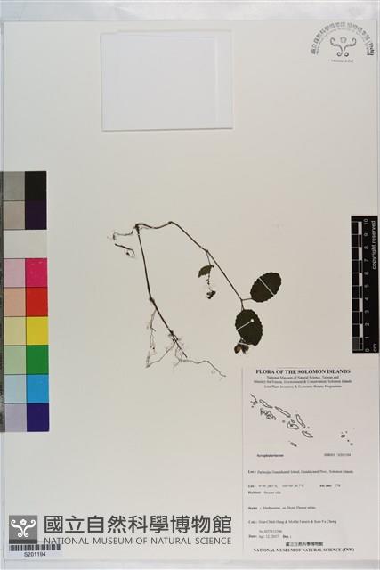 登錄號:S201194藏品圖，第1張