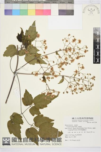 串鼻龍藏品圖，第1張