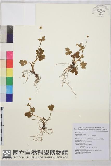 鹿場毛茛藏品圖，第1張