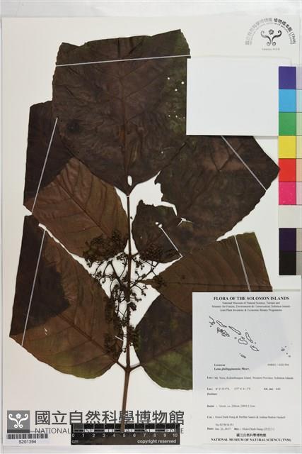 菲律賓火筒樹藏品圖，第1張