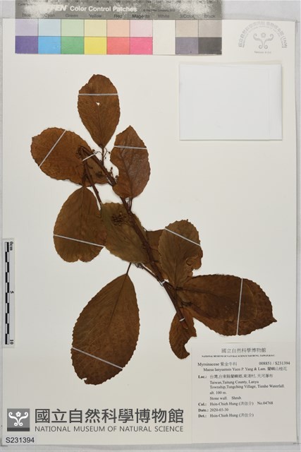 蘭嶼山桂花藏品圖，第1張
