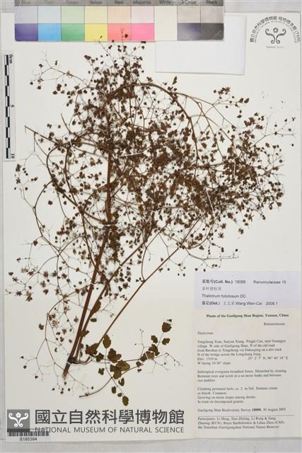 多葉唐松草藏品圖，第1張