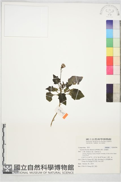 紅鳳菜藏品圖，第1張