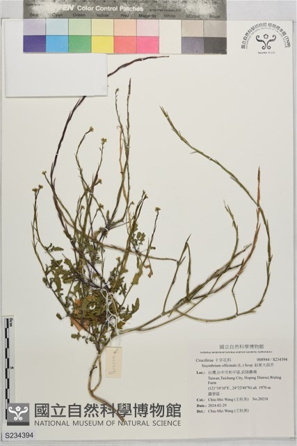鉆果大蒜芥藏品圖，第1張
