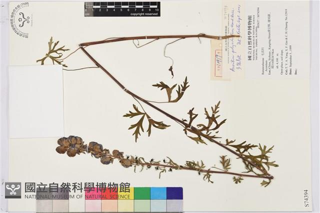 多裂烏頭藏品圖，第1張