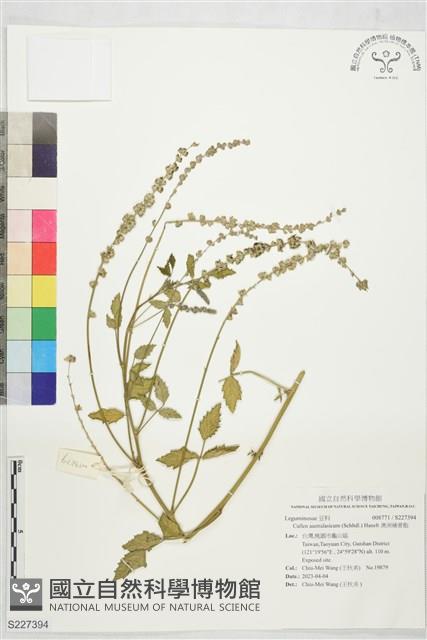 澳洲補骨脂藏品圖，第1張