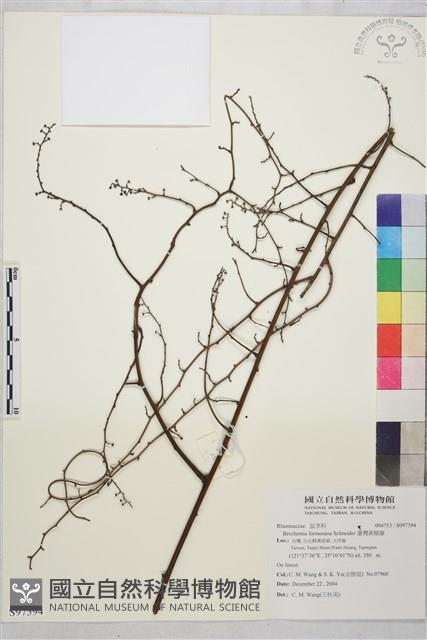 臺灣黃鱔藤藏品圖，第1張