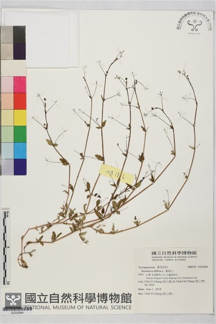 黃細心藏品圖，第1張
