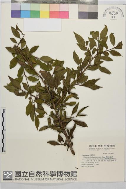 畢祿山鼠李藏品圖，第1張