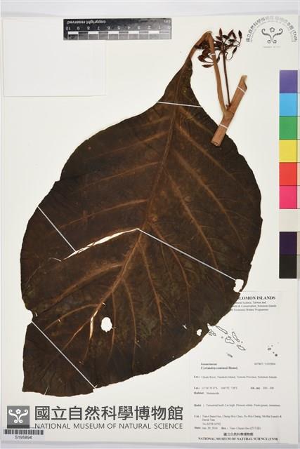 登錄號:S195894藏品圖，第1張