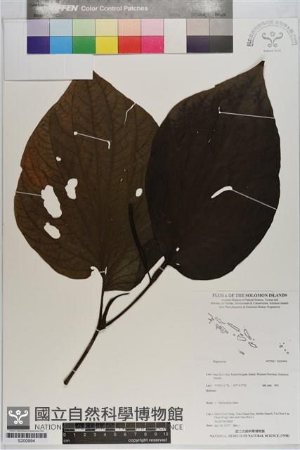 登錄號:S200994藏品圖，第1張