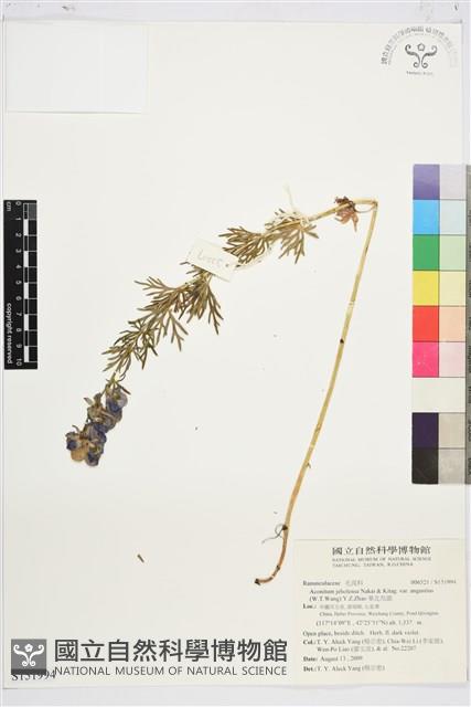 華北烏頭藏品圖，第1張