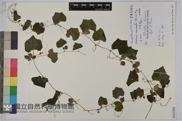 黑果馬交兒藏品圖，第1張