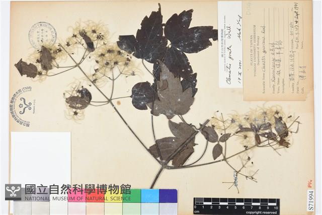 串鼻龍藏品圖，第1張