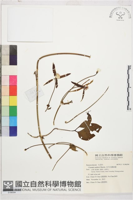 田代氏鐵線蓮藏品圖，第1張