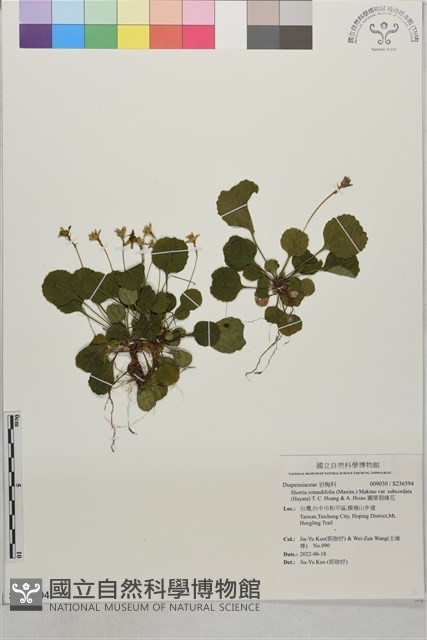圓葉裂緣花藏品圖，第1張