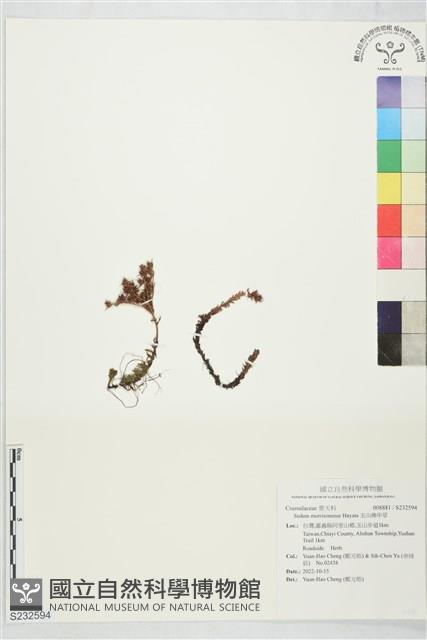 玉山佛甲草藏品圖，第1張