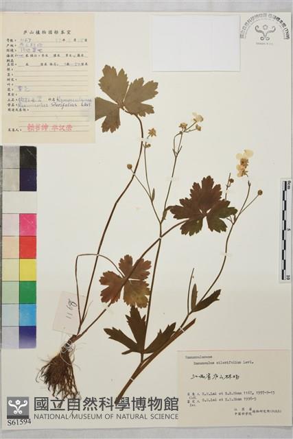 鉤柱毛茛藏品圖，第1張