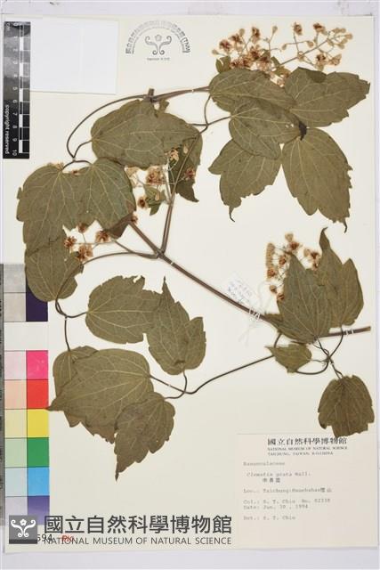 串鼻龍藏品圖，第2張