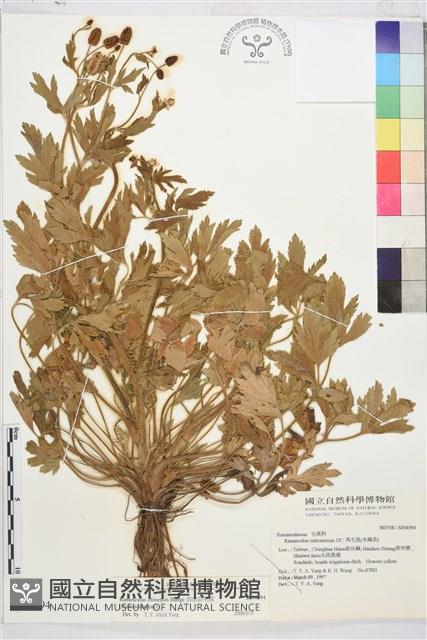 茴茴蒜藏品圖，第1張