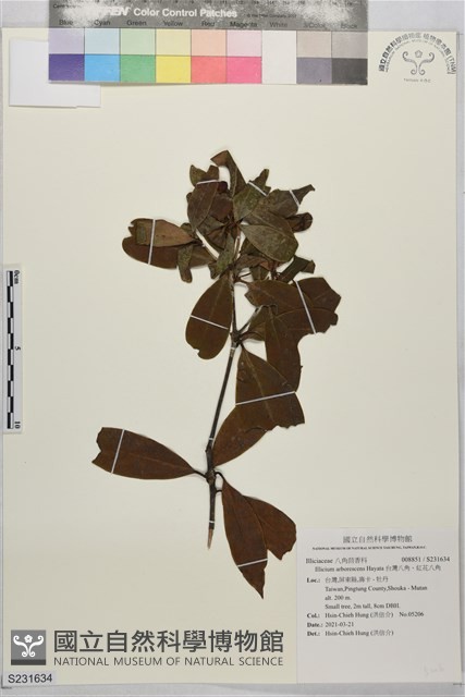 台灣八角、紅花八角藏品圖，第1張