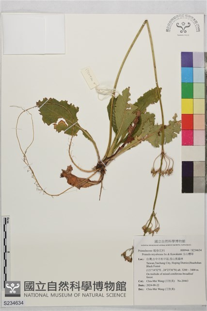 玉山櫻草藏品圖，第1張