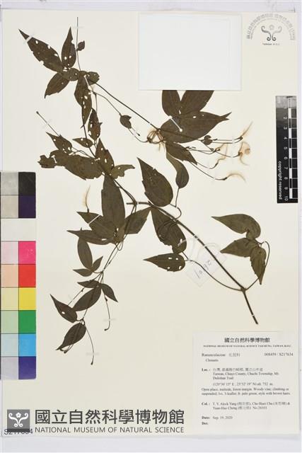 彭氏鐵線蓮藏品圖，第1張